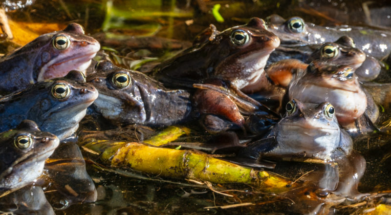 Moorfrösche im Libestaumel